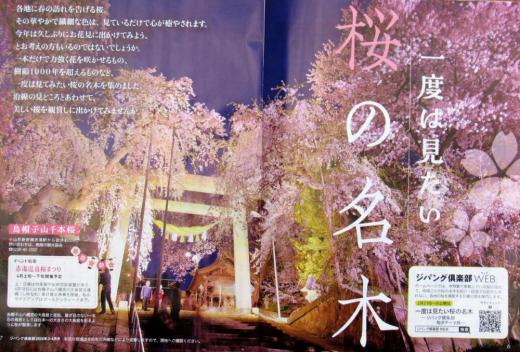 JR東日本の「ジパング倶楽部」という宣伝誌に、見開きで烏帽子山公園の大鳥居と桜が一面に掲載されていました 大人の休日倶楽部の会報と一緒に送付されたこの冊子をみて驚きアップしました 今年は例年より早く開花するのではないかと造園業者が言っていましたがもしかすると3月中に開花するのでしょうか 開花が待ち遠しくなりました/