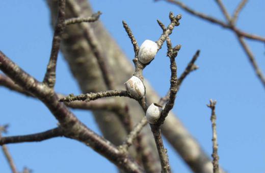 寒い日が続いていましたが今日は暖かくなりそうで桜のつぼみも心なしか膨らんできたような気がします 日当たりのよい桜の木に何か白い小さな卵のようなものがついています 調べてみると蛾の仲間の「イラガの繭」ではないかと思われ上の部分はポッカリ穴が開いています 幼虫がここから出ていったのでしょうか/