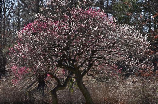 東京立川の友人から春爛漫の花の写真が届きました 梅の花でしょうか 花と日の光の香りが匂ってきそうです 東北以南は暖かいのですね 羨ましい/