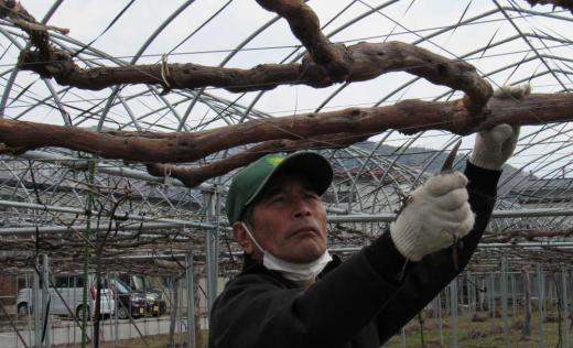 雪がとけ暖かくなると果物や野菜、米づくりが始まります 近所のブドウ畑で剪定作業が行われていました 夏の収穫しかわからない消費者にとって農作業の様子を見ることができません 様々な作業の様子を見聞きするとなんと大変な作業だろうかと実感し 果物や野菜の値段が決して高くはないと思ってしまいます 選定はブドウ栽培の最初の作業です その様子を撮り許可を得てアップしました/