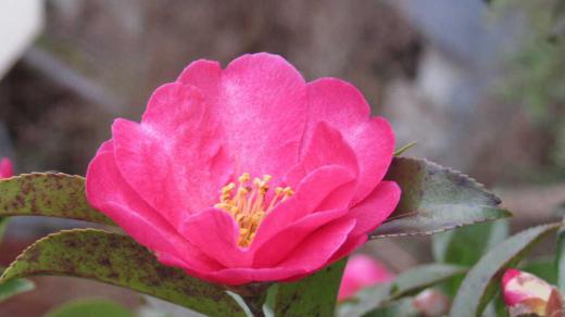 ツバキ?サザンカ?と思われる花が咲いていました サザンカは晩秋から初冬に咲く花でツバキは早春の花であることから「ツバキ」かなと思われます 咲く時期とともに特徴的な違いは散り方だそうです サザンカは花びらがパラパラと散るのに対しツバキは花の形をとどめたままに丸ごと落ちるのだそうです 観たことはないのですが大きな違いがあるようです 武士はツバキの花を嫌ったという説がありますがそれは花がポトリと落ちる様が首が落ちることを連想させたためといわれています/
