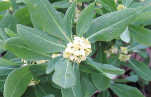 ジンチョウゲに似た黄色の花を烏帽子山公園で見つけました 「黄花沈丁花」ではないでしょうか 「ナツボウズ」ともいわれ夏には葉を落とす花木だそうです 確かに葉や花の形はジンチョウゲに似ていますので「キバナジンチョウゲ」かなあ/