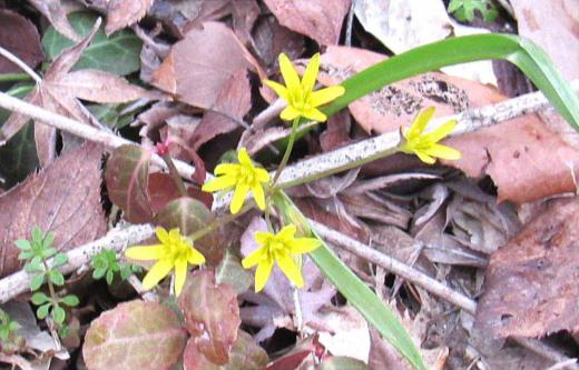 雪が消えた土手で小さなユリのような黄色の花が咲いていました 花の形や花びらが6枚で葉も「キバナノアマナ」に似ています 漢字で書くと「黄花甘菜」です 現在ではあまり見られなくなってきている植物の一つで貴重な種類だそうです この時期に咲いているこの花は本当に「キバナノアマナ」でしょうか/
