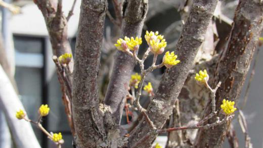 全く葉を付けず小さな黄色の花が咲いていました 「サンシュユ」でしょうか 日本名では別名「ハルコガネバナ(春黄金花)」と呼ばれており、早春に葉が付く前に木一面に黄色の花をつけることからこのような名前が付いたといわれ 牧野富太郎が山茱萸に呼び名として付けたといわれています 秋には真っ赤な実がなることから「アキサンゴ」などとよばれているそうです/
