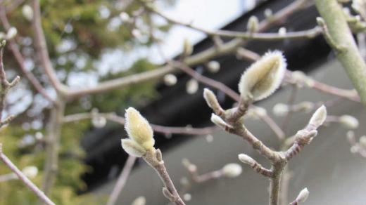 「モクレン」の花芽でしょうか 白い毛で覆われ先のとがった長卵形の花芽が枝の先についています 毛に覆われた花芽が開いてその中から花が出てきて葉より前に開花し始めるのです 今日から暖かい日が続きますのでいろいろな花が一斉に咲き始めるのではないかと期待しています/