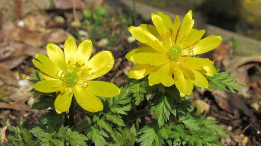春の花は黄色が多い 黄色の花は人々の心にぽっと暖かな光を灯してくれるような気がします。黄色の花は希望をもたらしてくれるような気がします。花の形や大きさも違いますが黄色の花は春によく似あいます もうすぐ本格的な春の訪れです 庭の「福寿草」が大きく花開き降り注ぐ太陽の光に眩しそうです 撮影2024.3.24/
