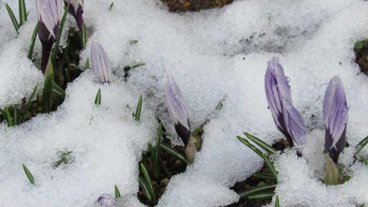 昨日はもう春だというのに季節はずれのようにぼた雪が降ってきました。庭の「クロッカス」の花が寒さに震えていましたが今朝は日差しもさし込み今日からは少し暖かくなりそうです。いよいよ待ちわびた春の訪れでしょうか/