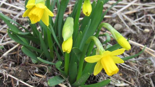 暖かくなったり寒くなったりと落ち着かない天候に草花もいつ開花したらいいのか戸惑っているようです 散歩のたびに開花している「スイセン」を探していますがなかなか見つかりませんでしたが昨日の散歩中にようやく咲いている「ミニスイセン」を目にすることができました 暖かさに誘われて次々と開花するような蕾をたくさん見ることができ開花が楽しみです/