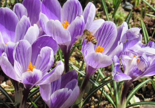 暖かさに誘われてクロッカスの花にハチが飛んできました 今年初めてでミツバチでしょうか 花の開花とともに虫も動きはじめました 人の心も何かウキウキするような陽気になってきました 生き物が躍動する時がまもなくやってきます ハチも警戒しているのでしょうかうまいシャッターチャンスがなくなんとか撮った写真です/