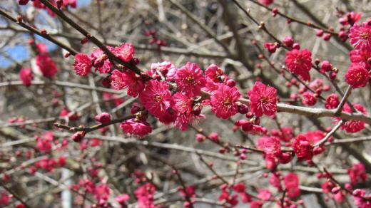 暖かくなりいろいろな花が咲きはじめようやく春になってきました 烏帽子山八幡宮参集殿の前庭にある「水心子正秀」の顕彰碑のそばに、鮮やかなピンクの梅が咲いていました 梅の香りが漂ってきそうな咲き具合です 顕彰碑のそばには烏帽子山八幡宮でつくられた「水心子正秀」顕彰のノボリが立てられており私の所属しているクラブの名前がありうれしくなりました。/