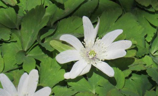 落葉樹の下に真っ白な花がたくさん咲いていました 調べてみると「アズマイチゲ」で、花期は3月から5月ごろと記されていました。花弁は数えてみると10枚あり、春先に花を咲かせ落葉樹の若葉が広がる頃には地上部は枯れてなくなり翌春まで地下茎で過ごす植物だそうです。別名「雨降花」とも呼ばれ、摘み取ると雨が降るという説もあるそうです。/