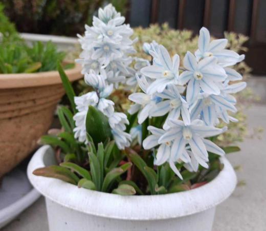 小さなヒアシンスのような「プスキニア」の花の写真がブログをいつも見ていただいている方から届きました 植えっぱなしで大丈夫とのことで初めて植えた球根植物だそうです 寒くても咲き始めることから「氷の妖精」の別名があるそうです とてもきれいな花(透き通るような清楚な花色が魅力)であまり手もかからずきれいな花で植えてみたくなりました/