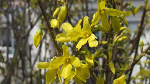 黄色の「レンギョウ」が開花しました 背はあまり大きくはなりませんが次々と芽を出して何本も枝を広げたくさんの花をつけ春を彩ってくれます ちょっとだけ庭を華やかにしてくれる花です 繁殖力が旺盛で挿し木をするとすぐ根付いてくれますので簡単に増やすことができる花木です 花が咲き終わる頃に入れ違うように緑の葉が茂ってきます/