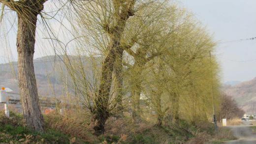 国道沿いの街路樹が暖かさに誘われるように心なしか淡い緑色になってきました 風にゆれる枝には緑色に芽吹いた葉も見えてきました 「ヤナギ」でしょうか これからどんどん緑が色濃くなって駐車帯に木陰をつくってくれるようになります/