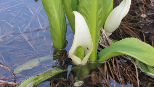我が家の裏の小さな川べりに隣家で植えた「ミズバショウ」が開花しました 自宅で居ながらにして裏の窓をあけると「ミズバショウ」を見れる幸せを実感しています 勢いよくくみ上げられた水が「ミズバショウ」を潤し花を咲かせています こんな町の中に「ミズバショウ」が咲いていることに感動です 我が家の裏に川がありその先は駐車場と倉庫であり、まさに「ミズバショウ」は我が家のひとり占めで隣家に感謝です/