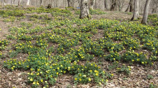 好天に誘われて山形市の野草園に行き福寿草の群生を見てきました まだまだ枯草や枯れた落ち葉で草花や花木はこれからでしたが福寿草は見事に花を咲かせていました 木々の間に咲き誇る福寿草ですが次の主役に置き換わろうとしています もう少し時間がかかるでしょうがこの後の群生は「水芭蕉」でしょうか /