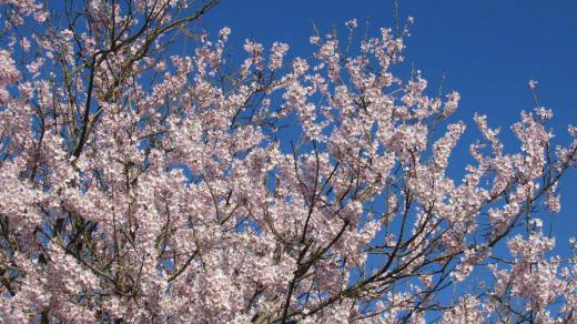 一昨日アップした近所の桜が一気に満開となり晴れた青い空に映えてきれいです 例年になく赤味がかったピンクで鮮やかな色どりです 今年の桜はどこもこんなピンクの色を見せてくれているのでしょうか 烏帽子山公園の山も心なしか赤味がかってきました 暖かい日が続くので今度の週末あたりが満開となるのでしょうか/