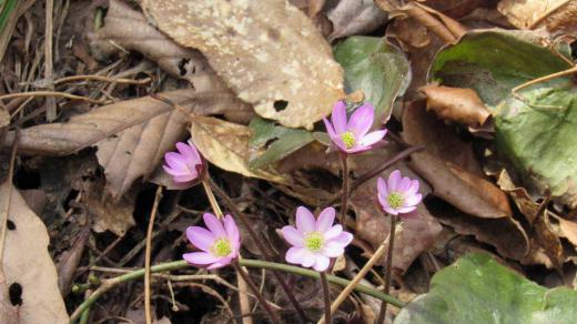 山形市野草園で見つけた可愛い花です 「雪割草」でしょうか「ミスミソウ」「オオミスミソウ」などの総称で主に雪が降る地域に自生する草花で 雪をわるようにして花を咲かせるので「雪割草」の名が付いたといわれ春を告げる花の一つだそうです「三角草(ミスミソウ)」は葉が三角形であることにちなみ おしべもめしべも数が決まっているわけではなく多種多様な形花があるそうです 花の色も白やピンク紫など様々な色があるそうですが私が見つけたのピンクと白でした/