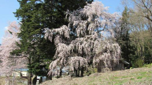 隠れた枝垂れ桜の銘木を紹介します 烏帽子山公園の桜が満開に近い開花状況 で遠目にも見事に咲いている風景をみることができます 市内の金沢地区の小さな御堂のそばに華やかな公園の桜とは違いソメイヨシノと枝垂れ桜がぽつんと2本咲いています 参道の常緑樹(?)とのコントラストも桜映えさせてくれとてもステキです/