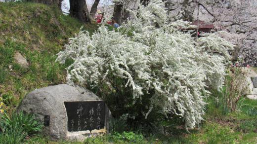雪のように眩しいばかりに白く咲く「ユキヤナギ」を烏帽子山公園で見てきました「ユキヤナギ」は白い花ばかりと思っていましたが「ピンクユキヤナギ」を散歩の途中にみつけました 雪が積もったようなユキヤナギと違ったピンクのユキヤナギは蕾も赤くまさに春を感じさせる可愛い花です/