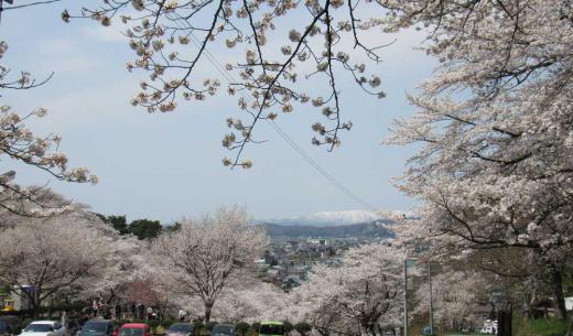 初夏のような暖かさに誘われて烏帽子山公園に上りました これまでになく見事に咲いた満開の桜 ピンクのエドヒガンや枝垂れ桜、白いこぶしと梅と桜のコラボと春の花を堪能できたひと時となりました /