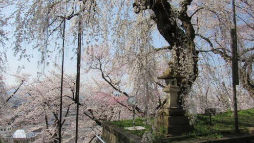 烏帽子山公園の桜も葉桜になろうとしています この日曜日に撮った写真ですがあまりにきれいだったので紹介します また来年までのお楽しみですね/