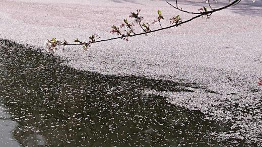 すっかり葉桜になりサクラの花びらが舞い落ちいよいよ初夏を迎えようとしています 上杉公園のお堀には花びらが一面に広がりまさに見事な花筏 ピンクも一色でなくきれいな模様を描いておりサクラの名残を惜しむかのように水面に漂っています /