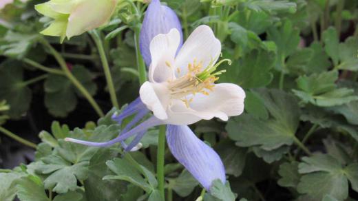 とても変わった花の形をしている可愛い「オダマキ?」を見つけました 花びらの後ろに細長い部分が伸びており独特の花の姿になっています /