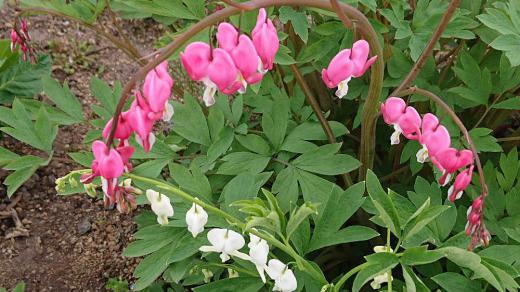 散歩の途中で変わった形の花を見つけました 釣り竿のような茎にハートの形の花が連なって咲き 釣りざおに多数の鯛がぶら下がっているように見えることから鯛釣り草(タイツリソウ)という名が付いたそうです 写真のように花の色はピンクや白があるのだそうです あまりにも可愛いのでつい盗み撮りをしてしまいました/
