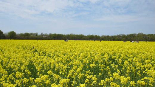 とある場所で一面に咲く「菜の花」が眩しく黄色のじゅうたんのように広がっていました 菜の花畑の中を嬉々として騒ぐ子ども達の声もどこか弾んで聞こえました 春の陽ざしに照らされた菜の花が満開に咲き乱れまさに春一色のひと時を持つことができました /