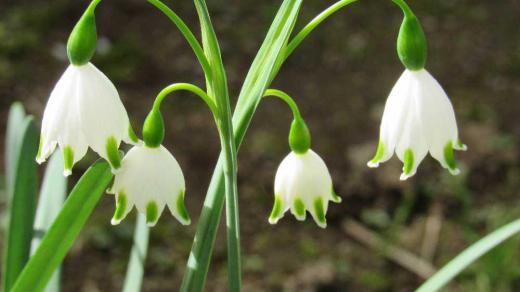 知人からいただいた可愛い「スズランスイセン」が今年も咲きました 一本の茎から2つ釣鐘の形をした花が下向きに咲いています 1本の茎に4個または8個も咲くこともあるそうです 白スミレに似たほのかな香りを漂わせてくれるのも魅力の一つでしょうか 白い花に緑色の斑点が付いてひと際可愛さを際立たせています/