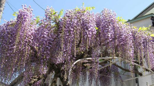 夏のような暑さに庭の「フジ」の花が満開になり どこから集まってくるのでしょうかクマンバチが花のまわりを飛び回っています 40年以上過ぎたフジの花ですが今年も咲いてくれました 何も手入れもせずに伸びたつるを切るだけですが毎年咲かせてくれ初夏を彩ってくれます 小さなフジの鉢植えでしたが芽を出し葉が伸びて花が咲き枯れる姿を繰り返し今の大きさになりました/