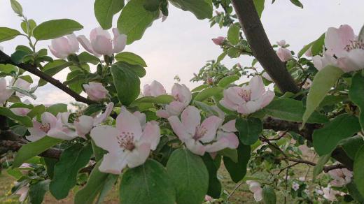 5センチほどの大きさの5枚のピンクの花びらをつけた「カリン」を散歩の途中でみつけました 秋になると香りのよい果実が実り芳香剤のの代わりになるほどいい香りがします 寒さに強く東北地方では人気があり庭木としても植えられているようです 「かりん」という名前が「借りぬ」に似ていることから 借金をしないですむという願いを込めて庭に植える習慣がある地域もあるそうです 面白いですね/