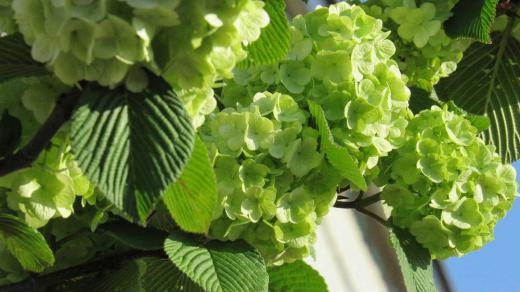 アジサイに似た丸いボールのような「オオデマリ」が黄緑色の花を咲かせています 2メートルほどの高さの木に鮮やかにたくさんの花がついていますが「オオデマリ」は白い花ですのでもしかするとオオデマリではないのでしょうか あまり見ることがない花で思わず写真を撮りました 青い空の初夏にぴったりの花でした/