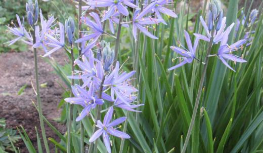球根植物で春から初夏に咲く「カマシア」は6枚の花びらの星型の花を咲かせていました 茎を長く伸ばし1本の茎に多くの花をつけ初夏の季節にぴったりの爽やかな水色の花を咲かせています 青や紫 白などもあるそうでそんなに派手さはなく清楚な花で周りを引き立たせてくれる存在の花のようです 丈夫で場所がよければ放任していても年々増えるそうで 植えたいのですが我が家の庭には植える場所もありません/