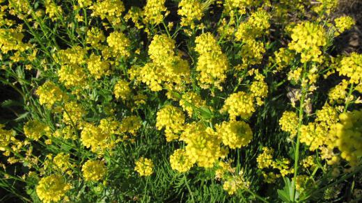 道路わきの土手に菜の花に似た黄色の花がたくさん咲いていました でもちょっと違うので調べてみると「ハルザキヤマガラシ」という名前だろうとわかりました ヨーロッパが原産の外来植物でどこにでも咲いている花だそうです 要注意外来生物に指定されていて、貴重な植物の中で繁茂し問題になっているようです 今まであまり気づかなかったのですがずいぶんあちこちに咲いている花です/