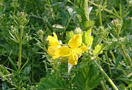 まだ田植えが行われていない田んぼのわきの水路に黄色の4枚の花びらをつけた「クサノオウ」が生えていました 葉や茎を傷つけると気褐色の液がでるので他の植物と区別できるそうです 名前も茎などを切ると黄色の汁が出るから「草の黄」薬草として優れているから「草の王」皮膚病に効くから「瘡の王」など諸説ありますが定説はないようです/