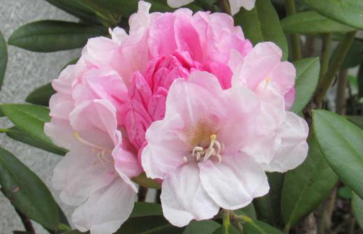 20年ほど前にもらったシャクナゲの花が今年も咲きました 高嶺の花という言葉は「シャクナゲ」から生まれたことは知っていましたか? 「シャクナゲ」は本来高山にしか自生しない植物で平地では育ちにくいといった特性があり「入手が難しい花」とされなかなか手には入らない 貴重な存在の植物から「高嶺の花」と呼ばれるようになったそうです 私が初めて自生する「シャクナゲ」を見たのが吾妻山のキャンプ場だったことを思い出しました/