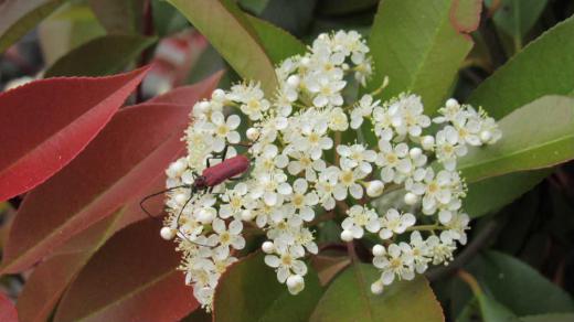 「カナメモチ」が友人の庭の生垣に植えられてあり新芽が赤味を帯びて庭を彩っていました 散歩でもそちこちで生垣として植えられています その枝先に小さな白い花がびっしりと咲き 緑の葉や新芽の紅 そして白い花と初夏を華やかに描いてくれています /