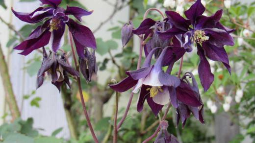 色も形もとてもシャレた花でまっすぐ伸びた茎に青紫色の「オダマキ」が咲いていました 形も不思議ですが赤や白 青紫 ピンクなどいろいろな花をそちこちに咲かせてくれているのを見ることができます 花の形は花弁に見える部分はガクで筒状の部分が花びらだそうです 一般的には「セイヨウオダマキ」が出回っているようで写真の花も「オダマキ」であるか「セイヨウオダマキ」なのかはわかりません/