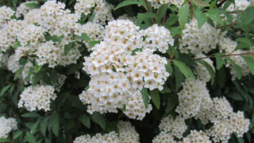 細い枝や葉が見えなくなるほど白い小さな花をたくさん咲かせる「コデマリ」でしょうか? 散歩の途中で見つけました 枝垂れる姿がとても見事で春から初夏を代表する花木だそうです/
