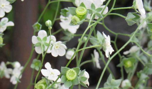 5月10日の花暦で「オンファロデス」という名前の植物を紹介しました この学名はへそに似たという意味で種がへそのようだと名前がついたといわれています ようやく実がなりましたが確かに言われみるとなんとなく種がへその形に似ていませんか 今も勢いよく花を咲かせてくれていますが種がこぼれてそちこちに咲く花だそうですが来年も咲いてくれるのでしょうか/