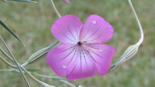 昨秋種をもらい植えた「ムギナデシコ」が花をつけてくれた 麦の葉のような葉と蕾もムギのようなことから「ムギナデシコ」とついたのだろうか 茎が分枝して株立ちしたものが直立し枝先に4〜5センチ程度の花が開花する 写真のように薄紫色の花で中心部が白いものが多く花の中心から外側に向かって細い線が付いている 茎は繊細で弱そうだが丈夫で育てやすい草花のようですが我が家のムギナデシコはうまく育っていません 群生している写真をみたことがありとても見映えのする花のようです/