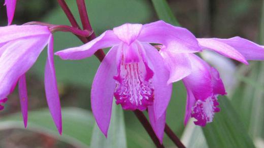 花が白い「白花シラン」とリップの先端をほんのり桃色に染めた「口紅シラン」が咲きはじめました「白花シラン」の葉は白い筋がはいっています 「シラン」はとても丈夫な草花でランの仲間ですが育てやすく多くの人に愛されている草花だそうです 鉢植えでも地植えでも楽しめますが我が家のシランは地植えで育てています 今そちこちの庭で咲いているのを見かけます/