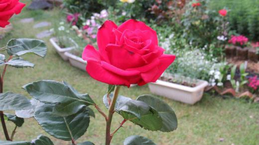 庭のバラがようやく咲きそろいました 写真の真っ赤なバラは金婚式のお祝いの時にもらったバラを挿し木して育てたもので今年も咲いてくれました 10種15株ほどでささやかな庭のバラですが良い香りのバラや鮮やかな色のバラなど楽しませてもらっています 四季咲きのバラで秋にも楽しませてくれています/