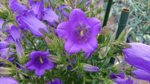 紫色の「フウリンソウ」が咲いていました この花はその花の形が風鈴や釣鐘に似ていることから名づけられたそうです カンパニュラと呼ばれることも多く藤色や青色、ピンク色などの花色があります 独特の形と鮮やかな紫色の花が梅雨時を迎えるかのように咲いています/