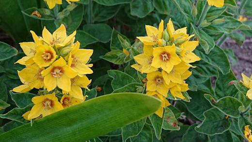 茎が立ち上がり星形の黄色の花を咲かせている花を見つけました 調べてみるとあまり聞いたこともない「リシマキア・プンクタータ」という名前がヒットしました まるで絵本にでも出てくるようで星が連なっているような可愛らしい花です 本当の名前は何でしょうか/