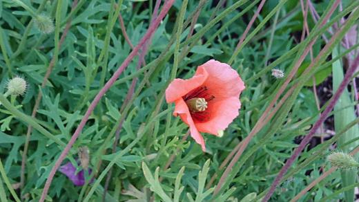 淡いオレンジ色で4枚の花びらをもつ「ナガミヒナゲシ」を知人の畑で見つけました 1つの実に1600粒ほどの種子が入っており繁殖力が高い植物だそうです 国の駆除対象となる「特定外来生物」や「生態系被害防止外来種」ではないが他の植物の成長を妨げる成分を含んだ物質を根から出すので生態系等に影響を与える植物なんだそうです「駆除にご協力ください」と駆除の方法や注意点も示されています でもとても可愛い花です/