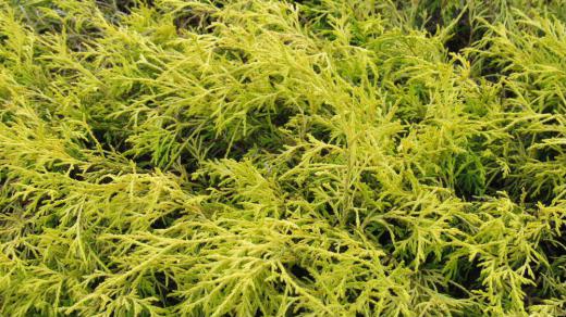 散歩道で真黄色の花が咲いたようにヒバの葉が輝いていました「黄金ヒバ」と呼ばれ垣根として植栽されているのを見かけることがあります 正式な名前は「オウゴンクジャクヒバ」というそうです 葉が孔雀のように広がり黄金色でなんとも縁起の良い花木です/