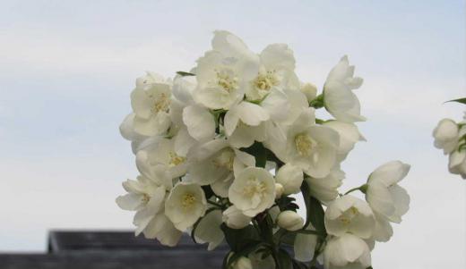 枝先に白い爽やかな花「バイカウツギ」が咲き青空に映えています 花の形が梅の花ににており枝が空洞になっているので「バイカウツギ(梅花空木)」と名前が付いたのだそうです 散歩で見つけた花であり枝を折るわけにはいきませんでしたが茎が中空なんだそうです 梅の花(花びらが5枚)に似ていますが花びらが4枚でほのかな香りがあるそうです 爽やかな初夏を彩る花のひとつでしょうか/